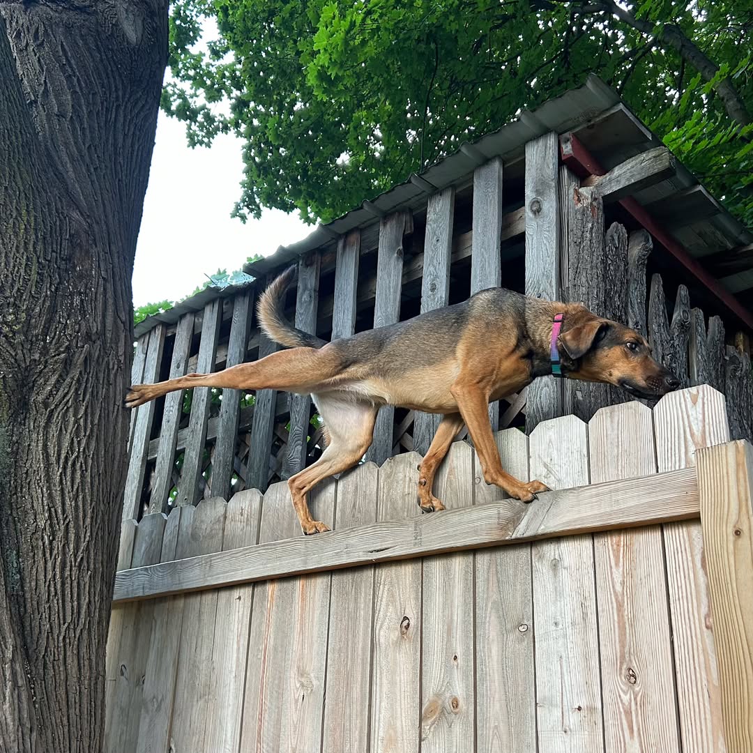 Extra image from article