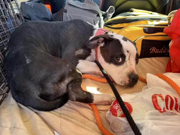 Extra image from article