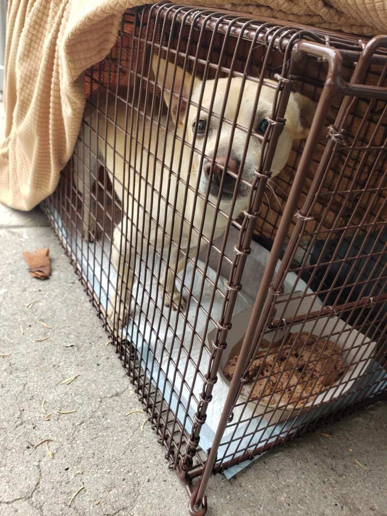 Extra image from article