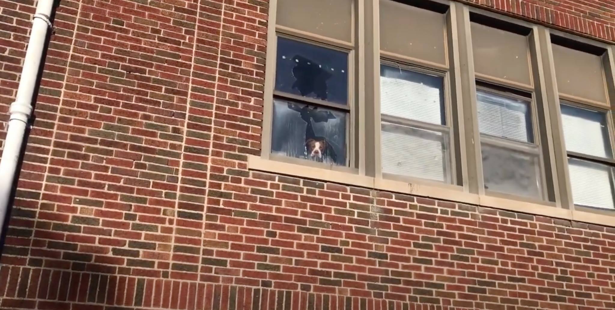 Before long, Ollie found a loving home. ...