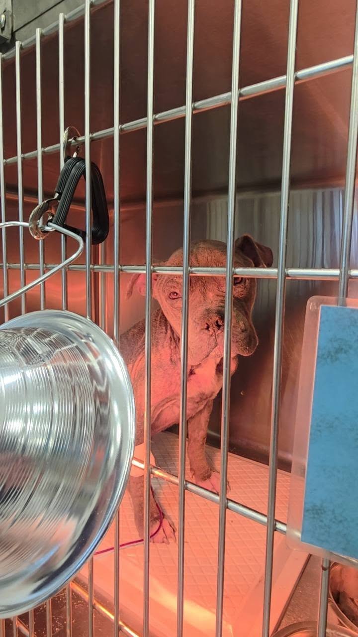 Extra image from article