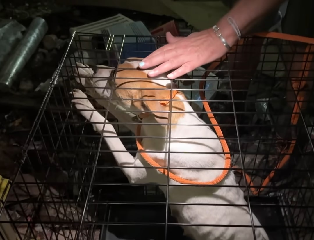 Extra image from article