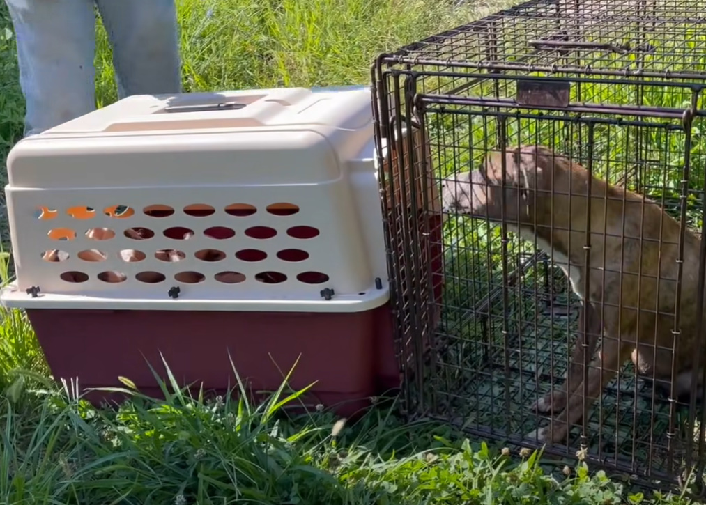 Extra image from article