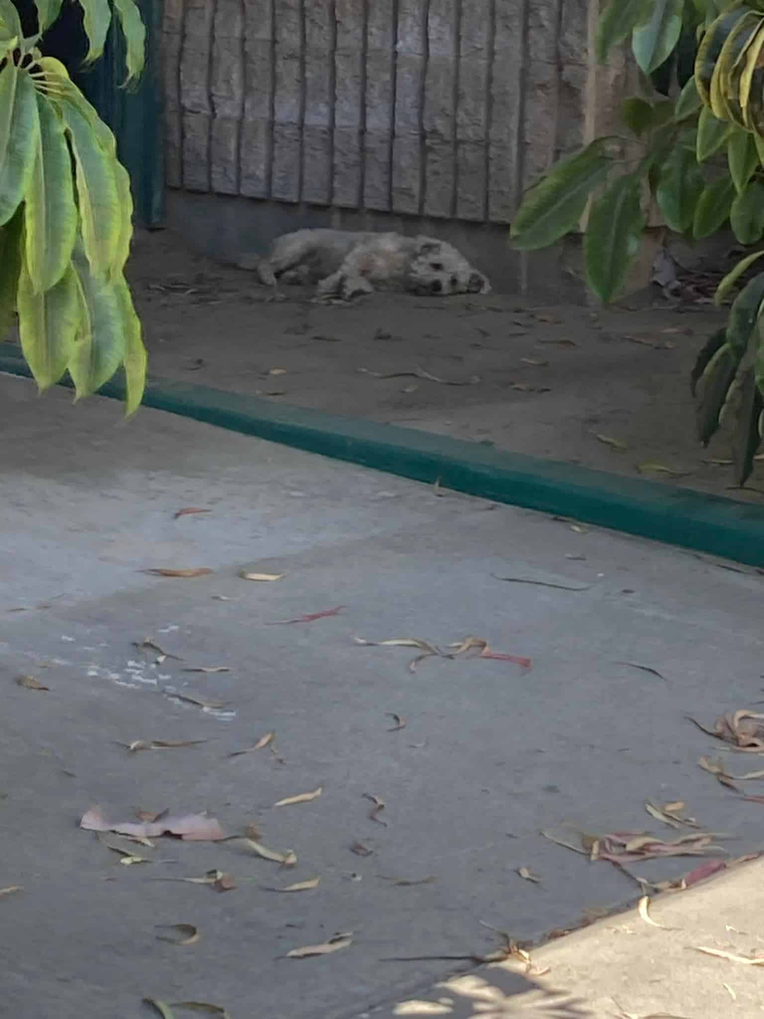 It was the swiftest response to a trap t...