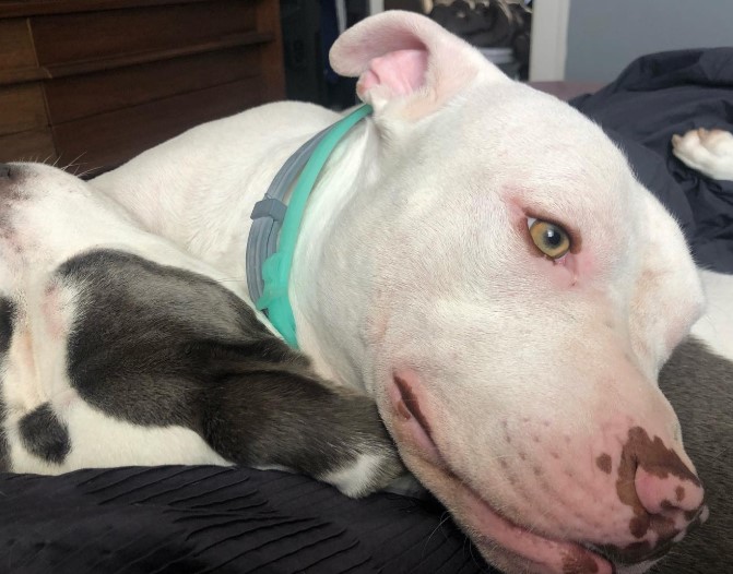 He not only honored Sky’s memory but als...