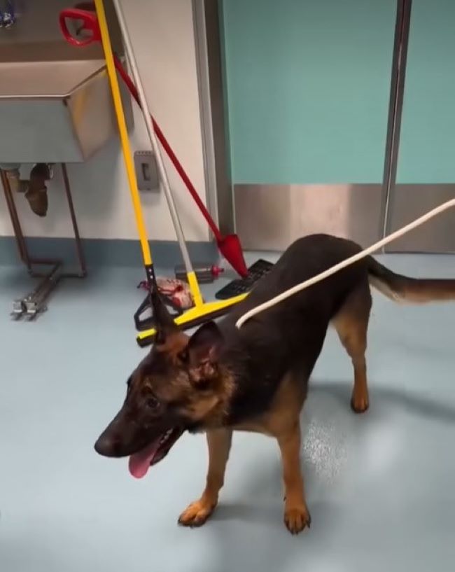 Extra image from article