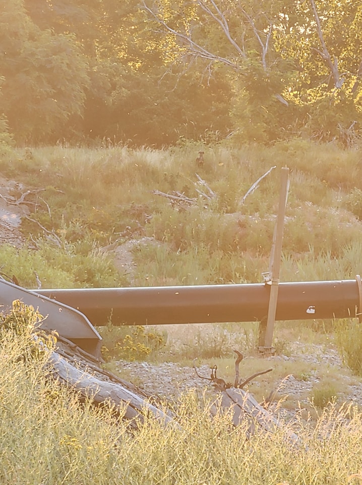 Extra image from article