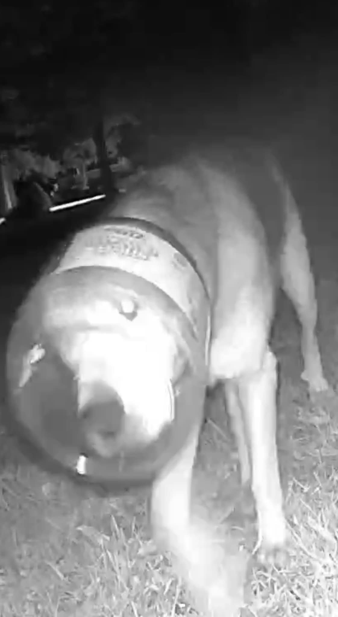 Finally, on the third day, there was a b...