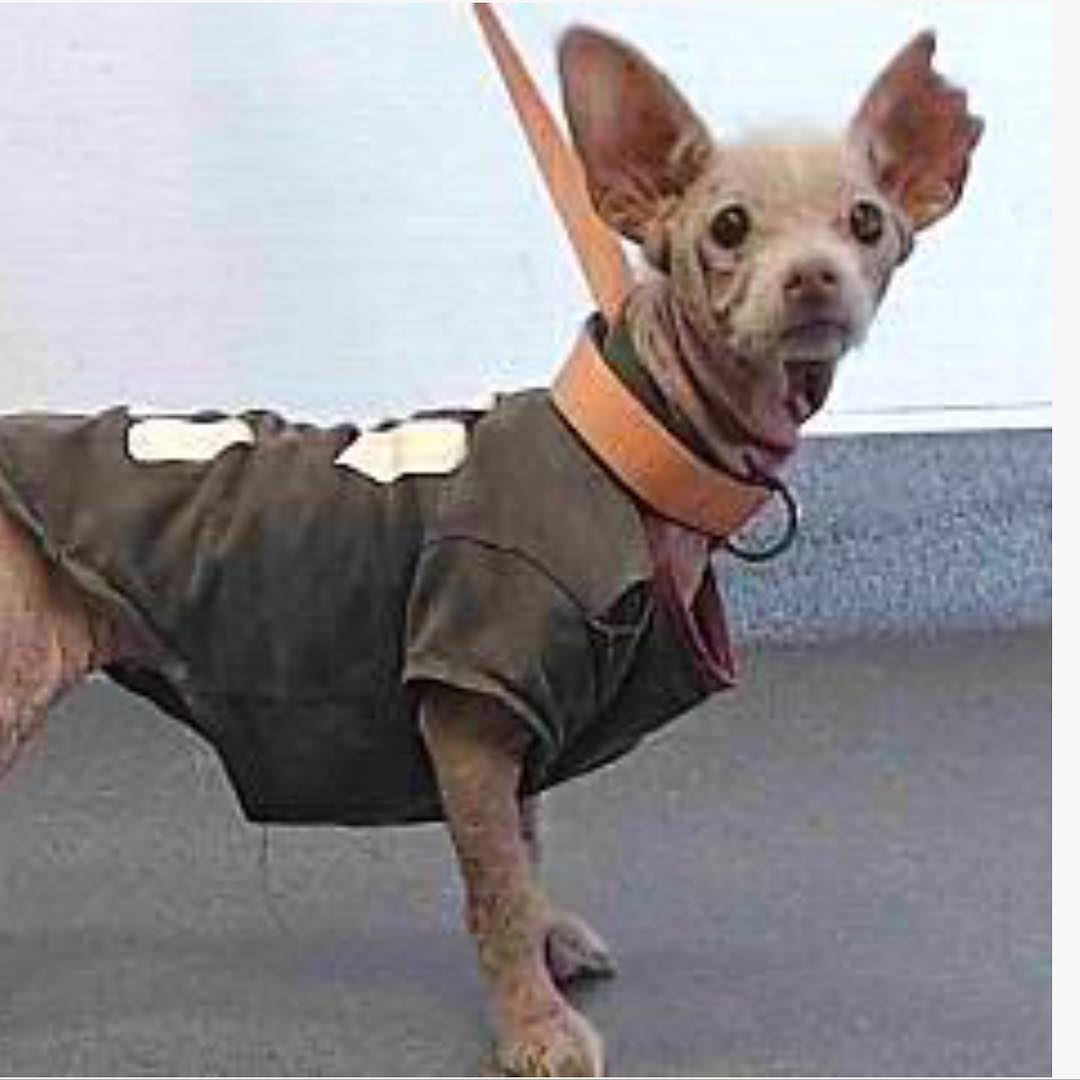 While her breed remained a mystery, with...