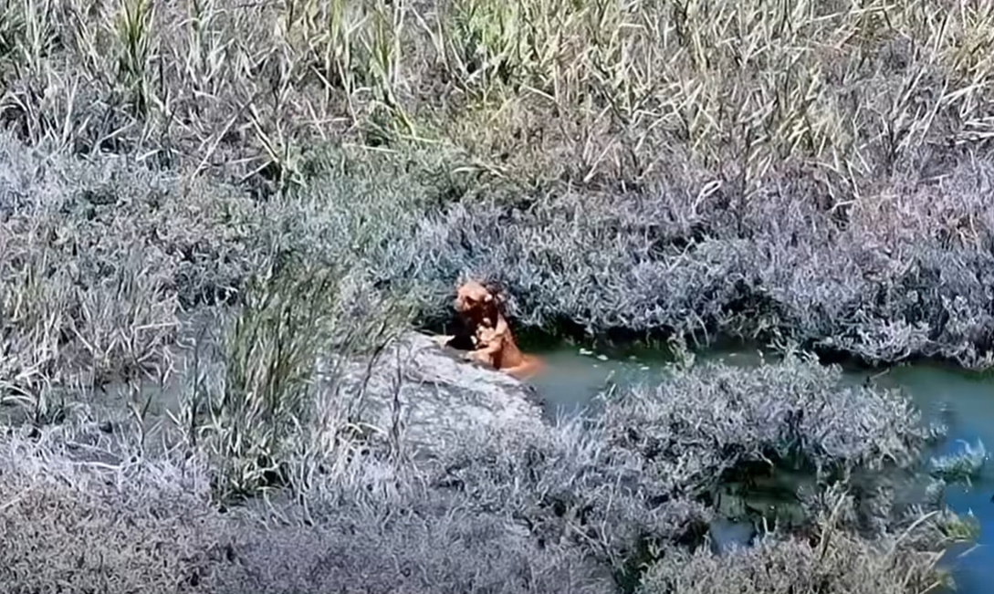 The firefighters and the rescue team wer...