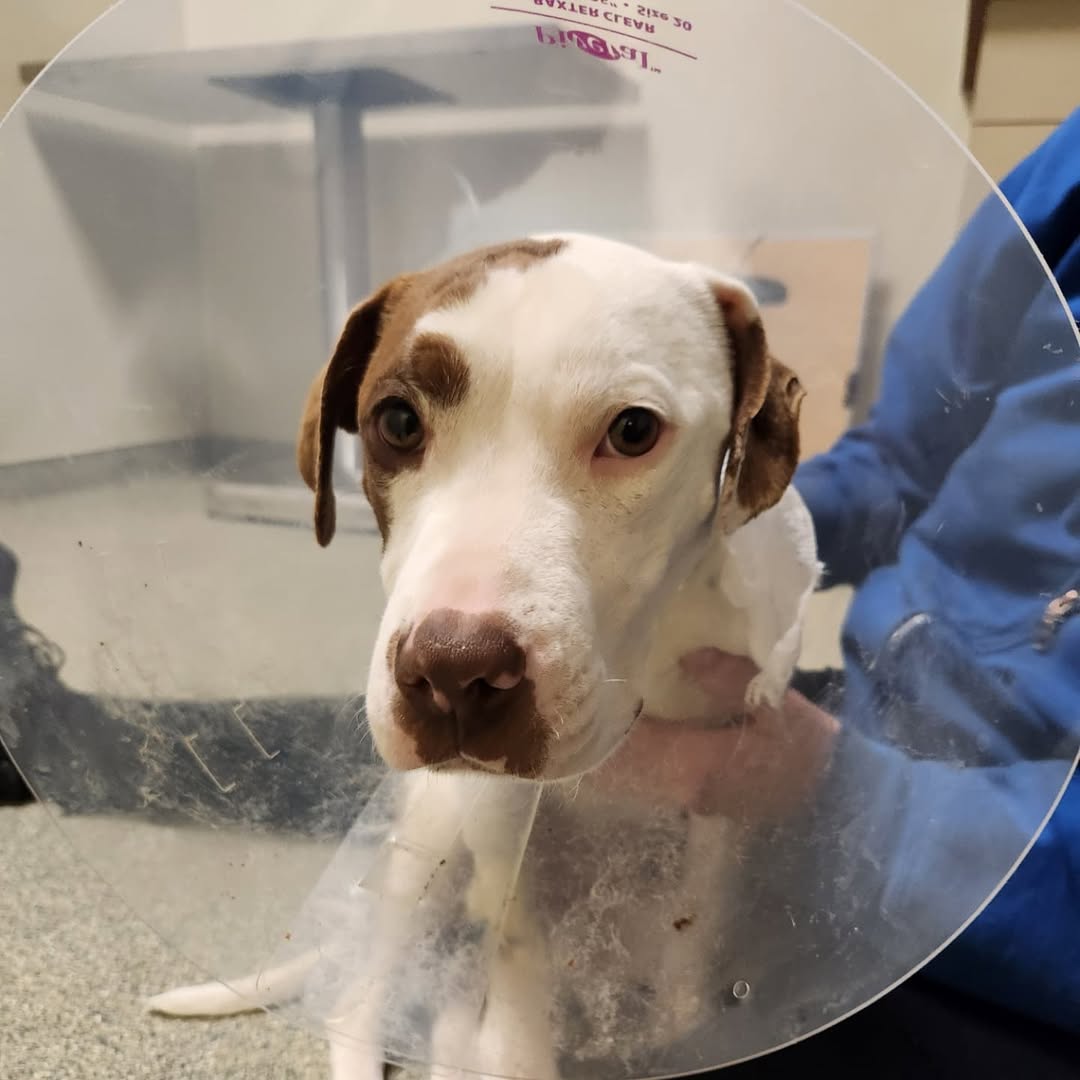 Eventually, veterinarians diagnosed Mari...