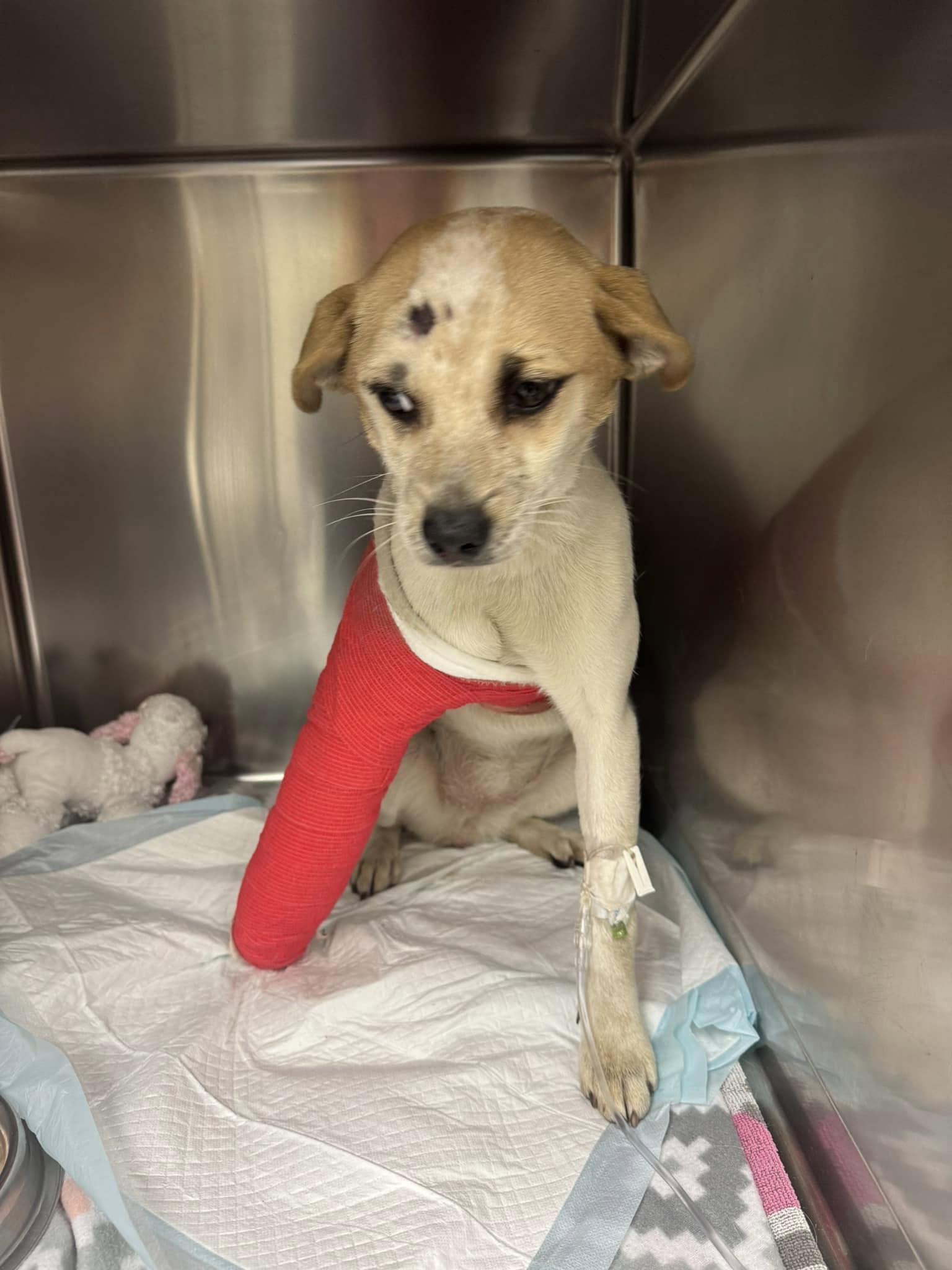 Extra image from article