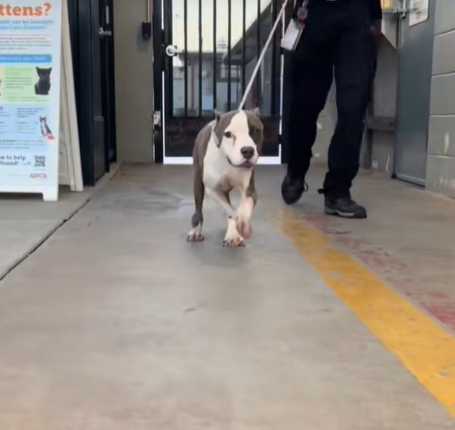 Extra image from article