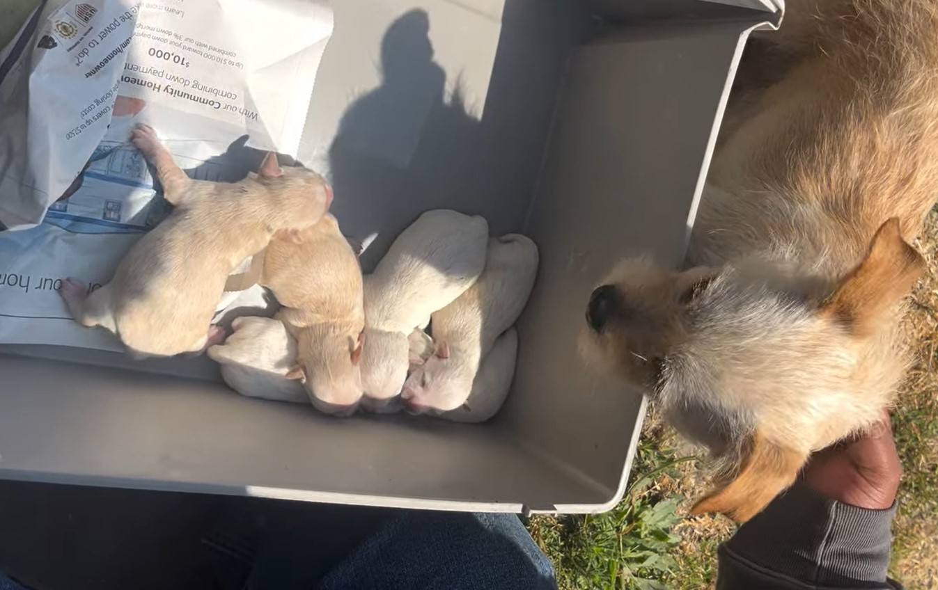 Extra image from article