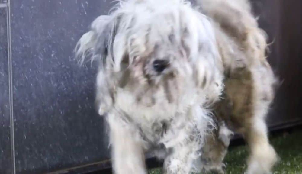 One of the Humane Society’s groomers, Am...