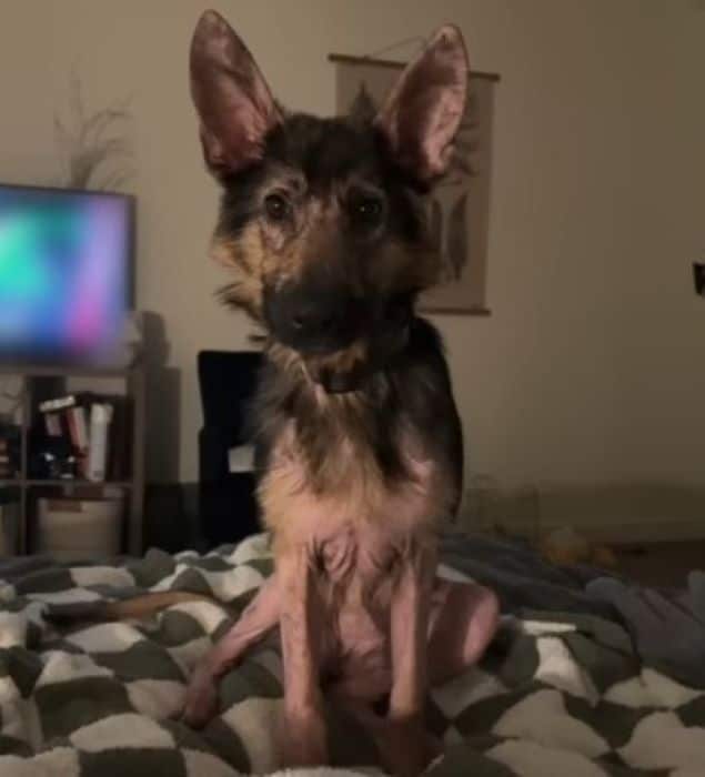 Describing Mowgli, Jane shared with GeoB...