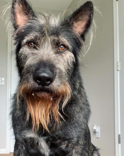 Although Lupin's appearance evokes the p...