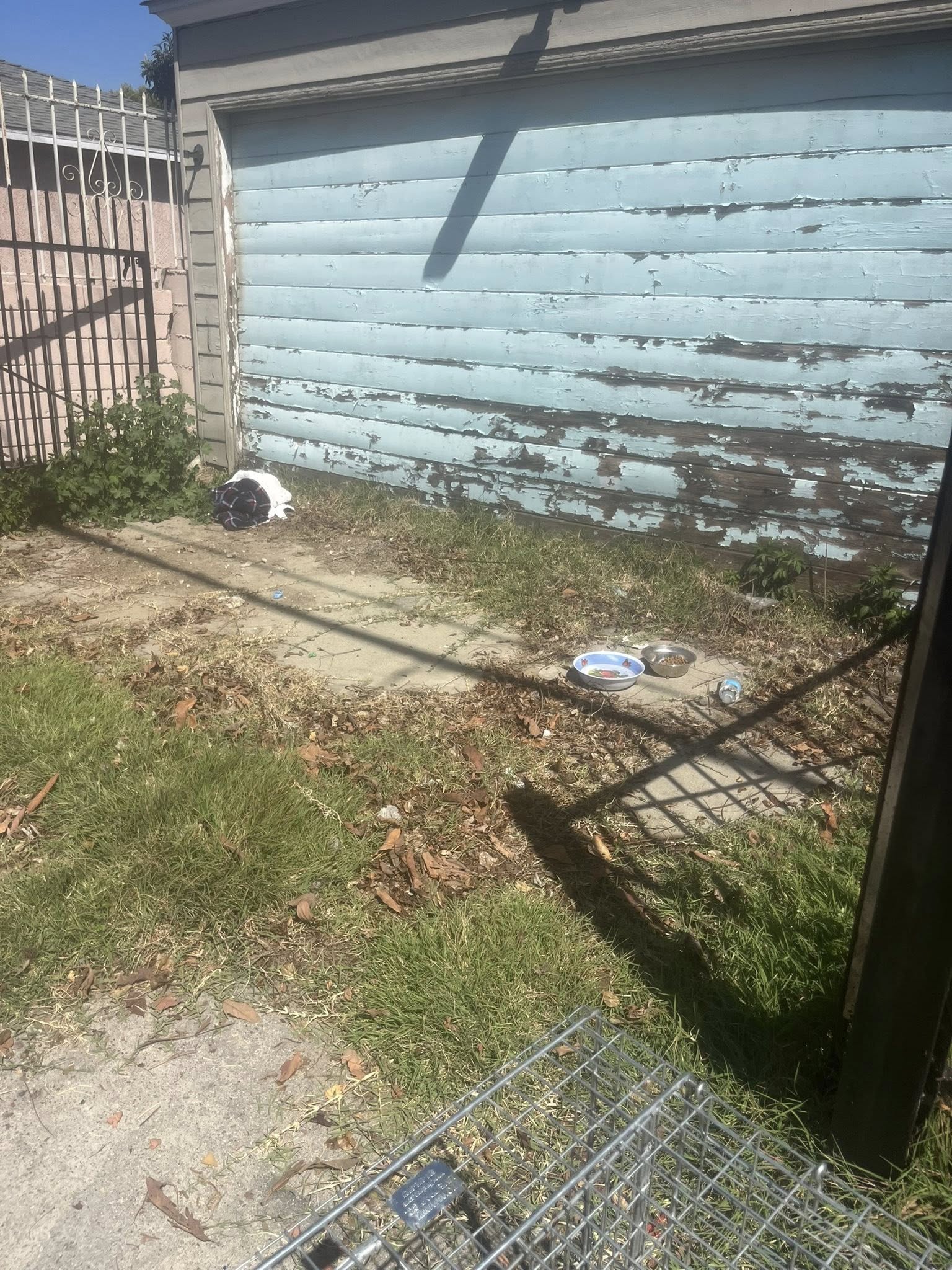 Surprisingly, the puppies started enteri...