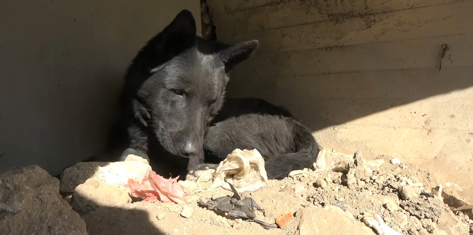 The team at Hope for Paws is optimistic ...