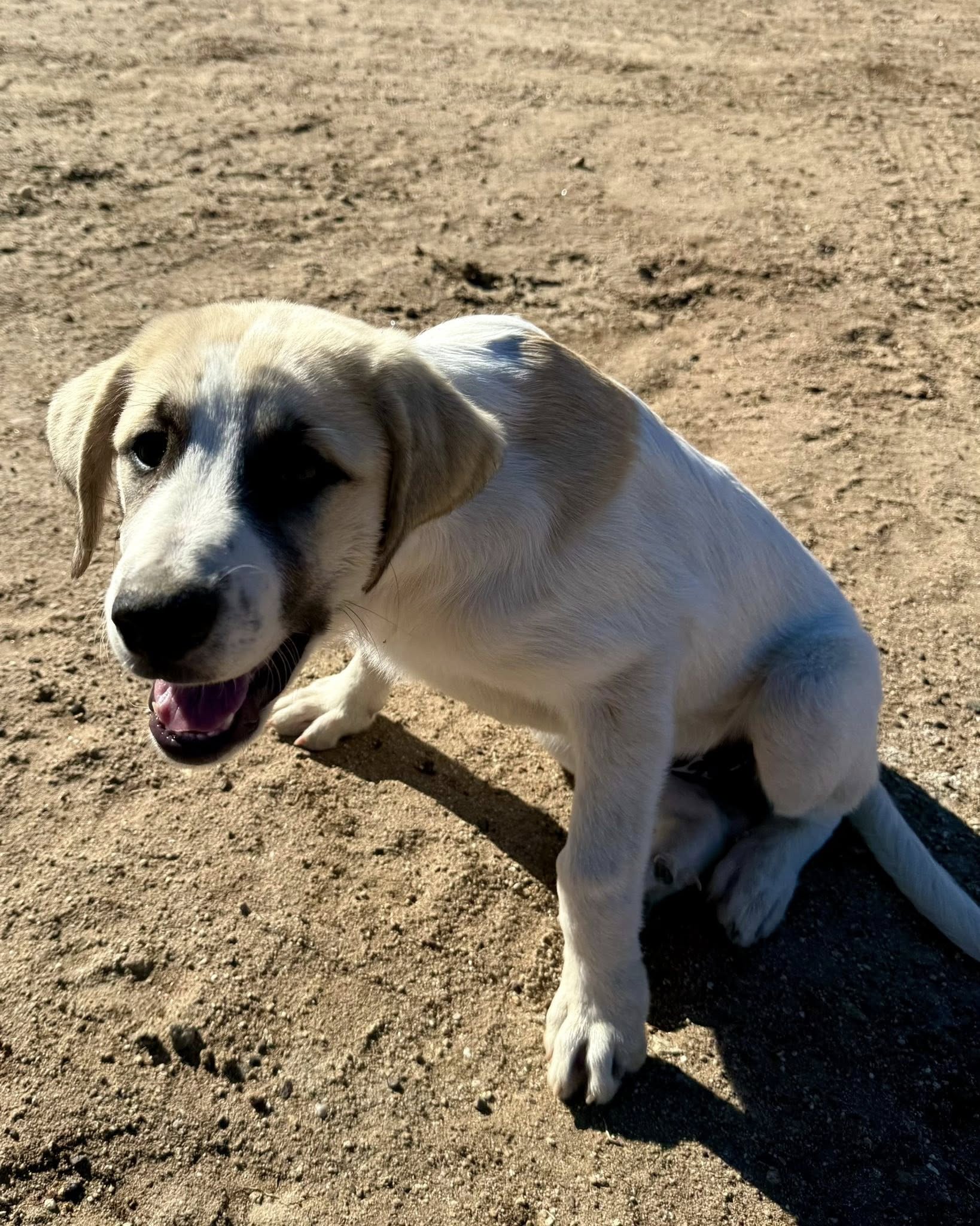 Extra image from article