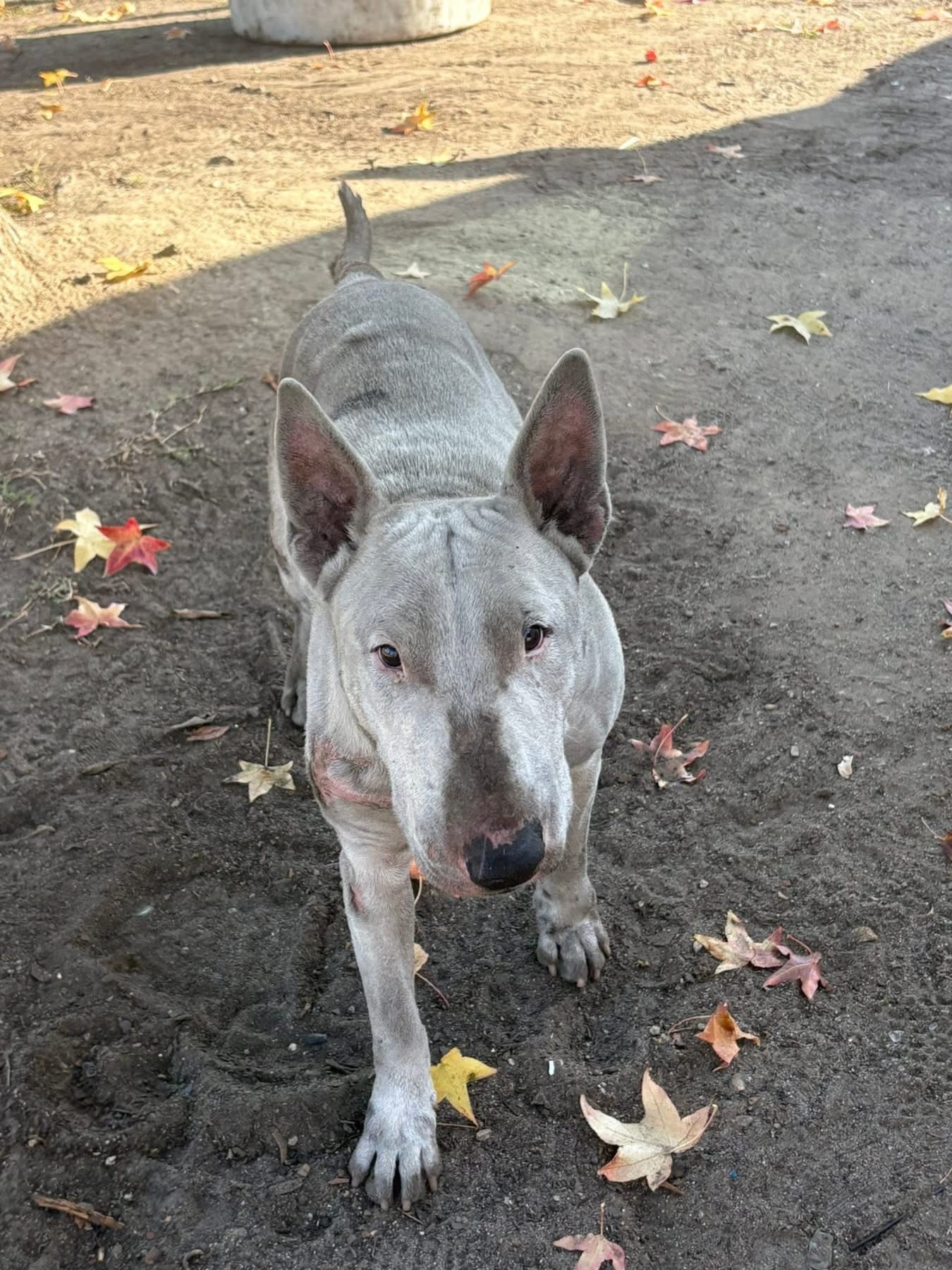 Rosario understood that the pup needed r...