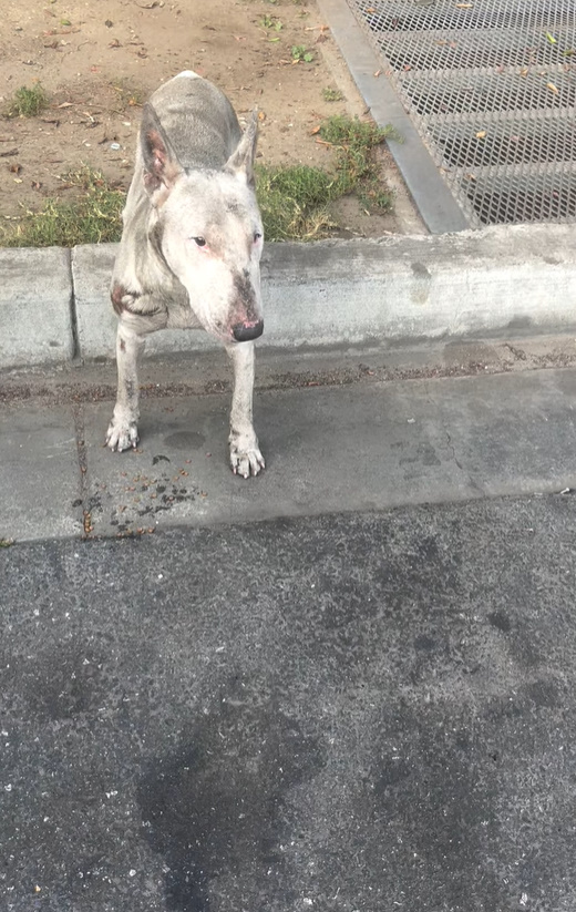 Extra image from article