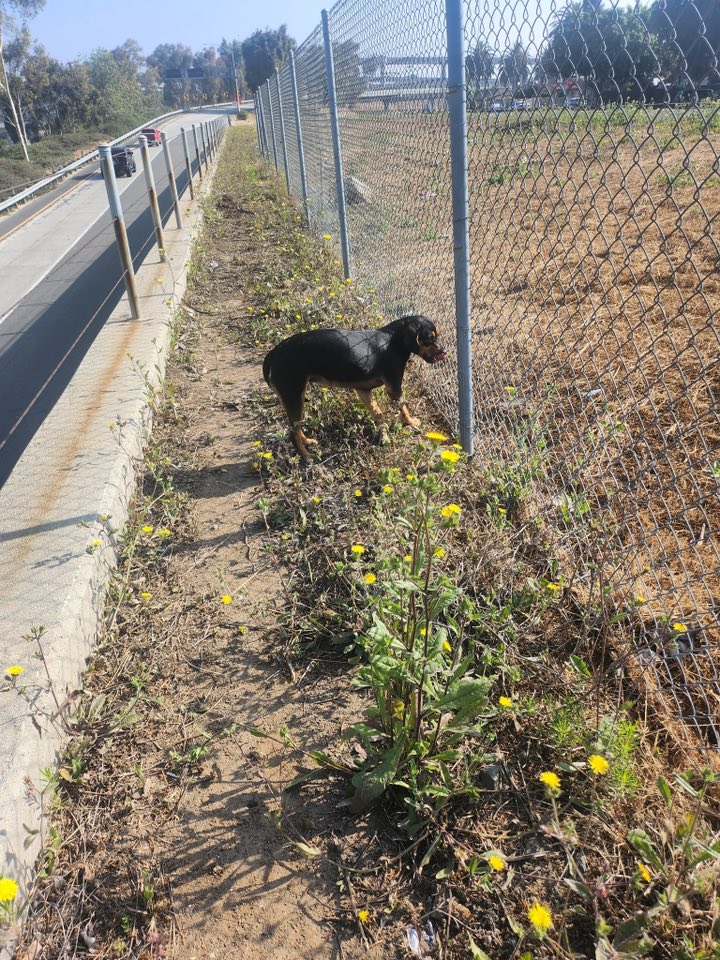 Extra image from article