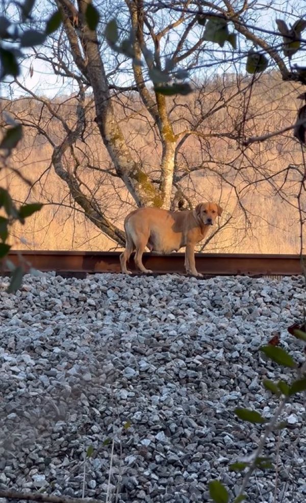 Despite Ginger's cautious demeanor, she ...