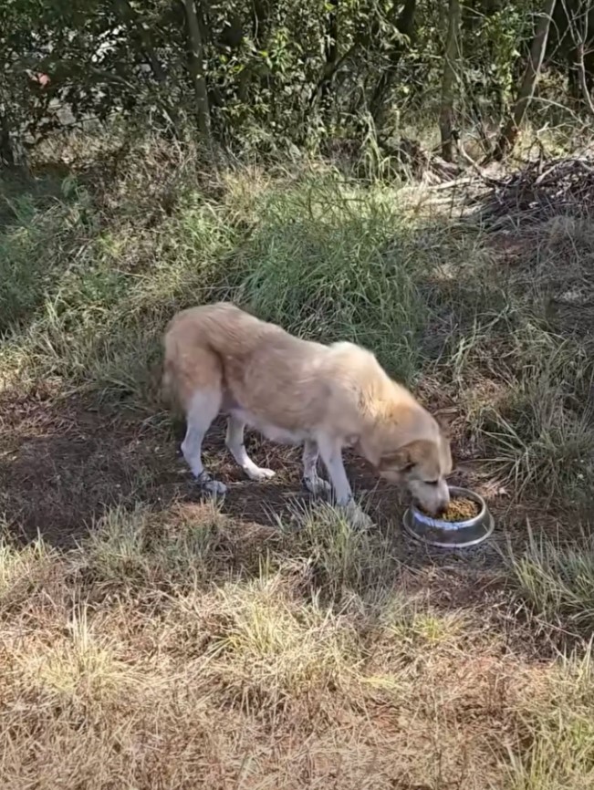 The hungry dog devoured the meal with a ...