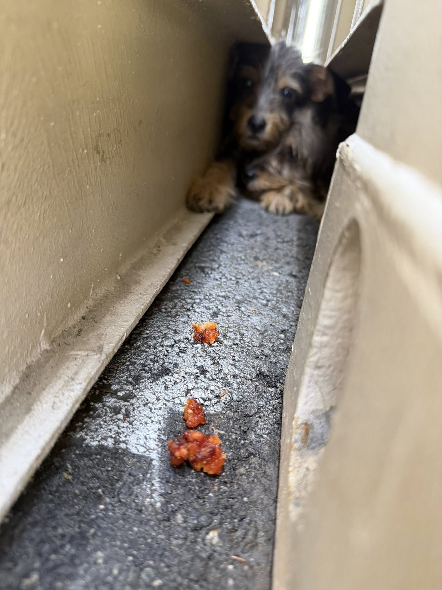 Suzette remained vigilant, even as night...