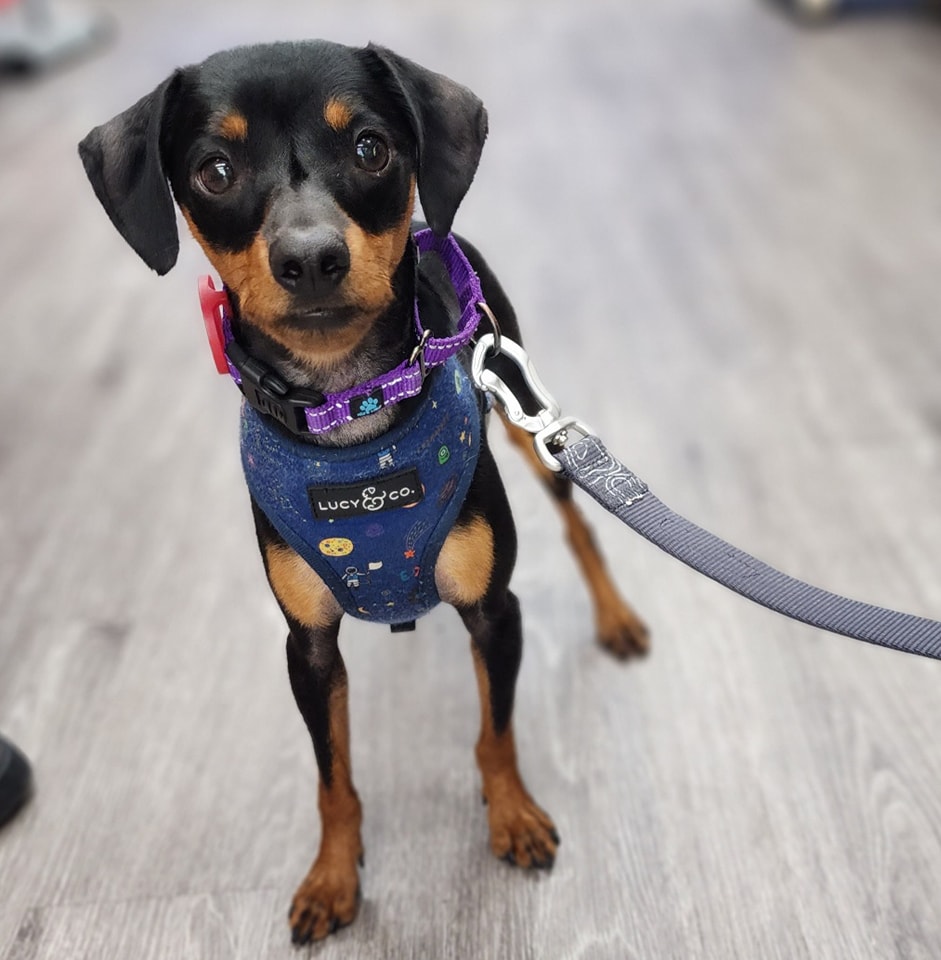 His foster mom, Kari Nulph, along with d...