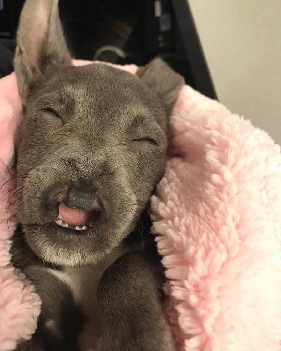 Goosie's fragility was a constant source...