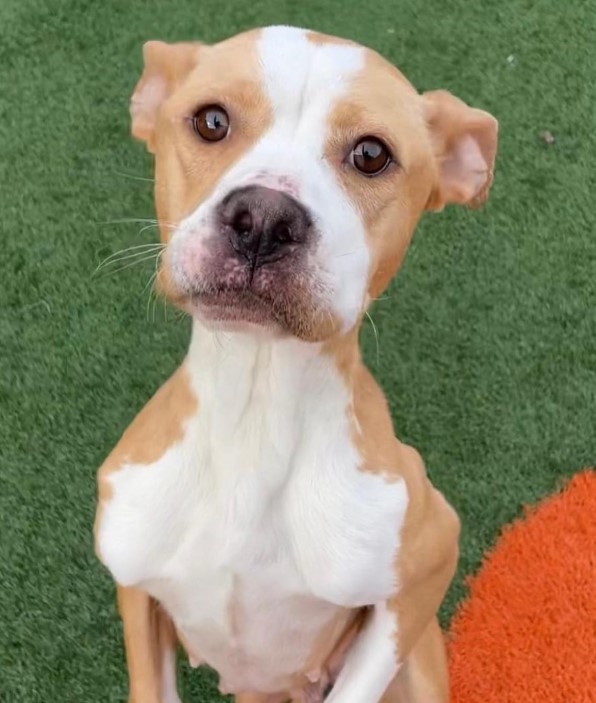 Dodie now enjoys the love and care she d...