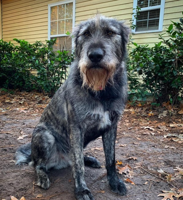 Extra image from article