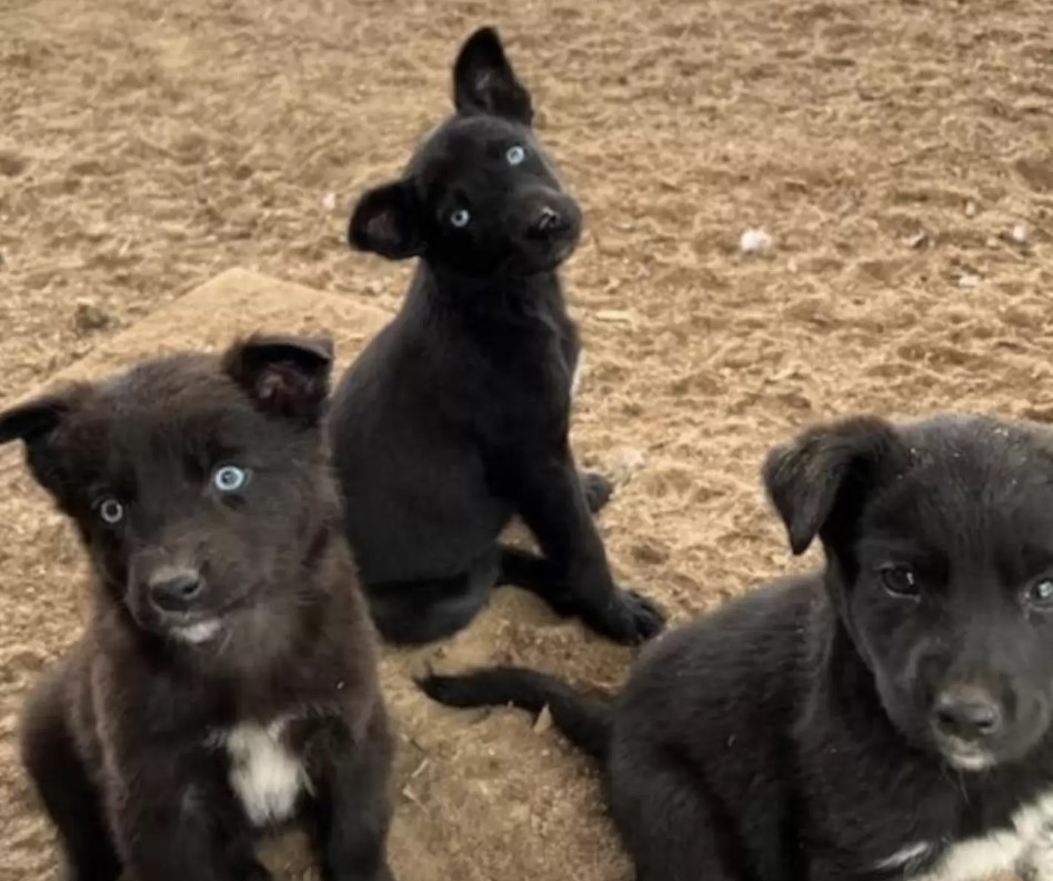 Extra image from article