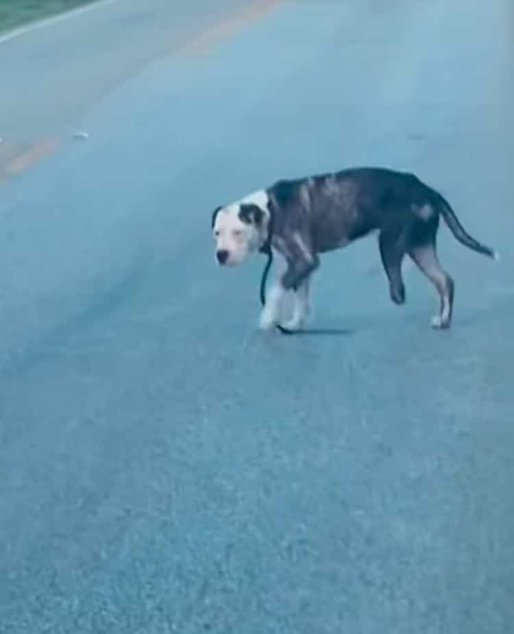 Recognizing the dog's distress, the resc...