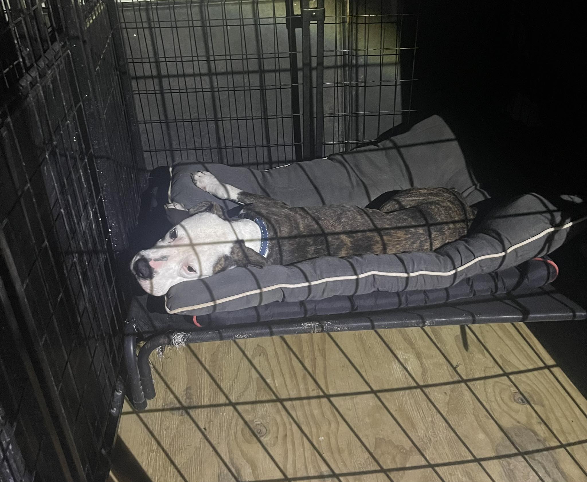 Now two years old, Trio's transformation...