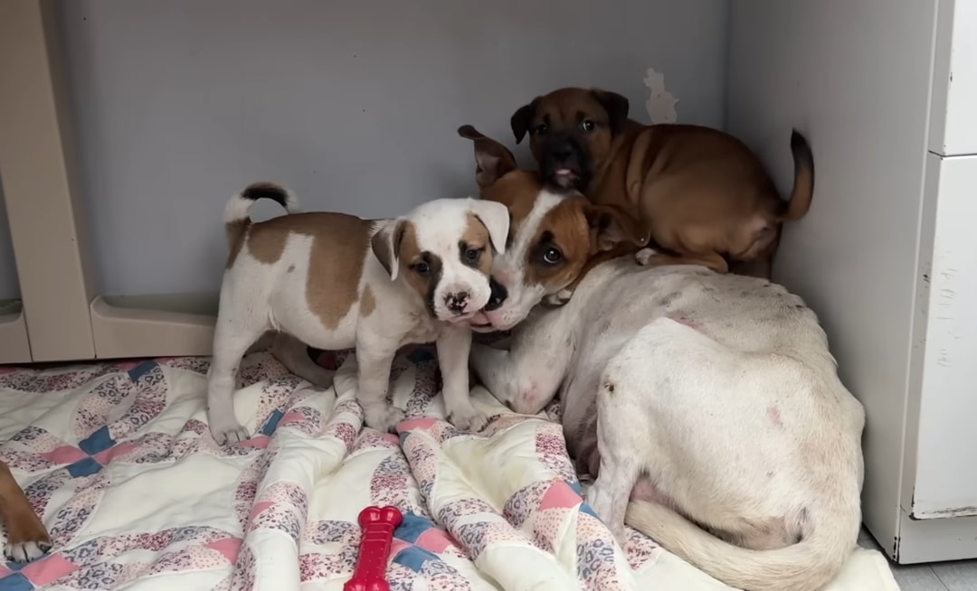 Extra image from article