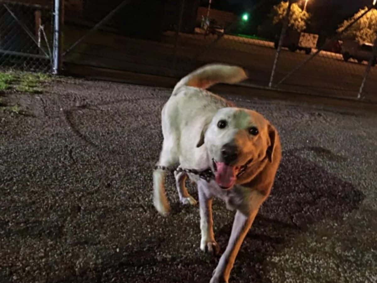 The dog, though abandoned, displayed a g...