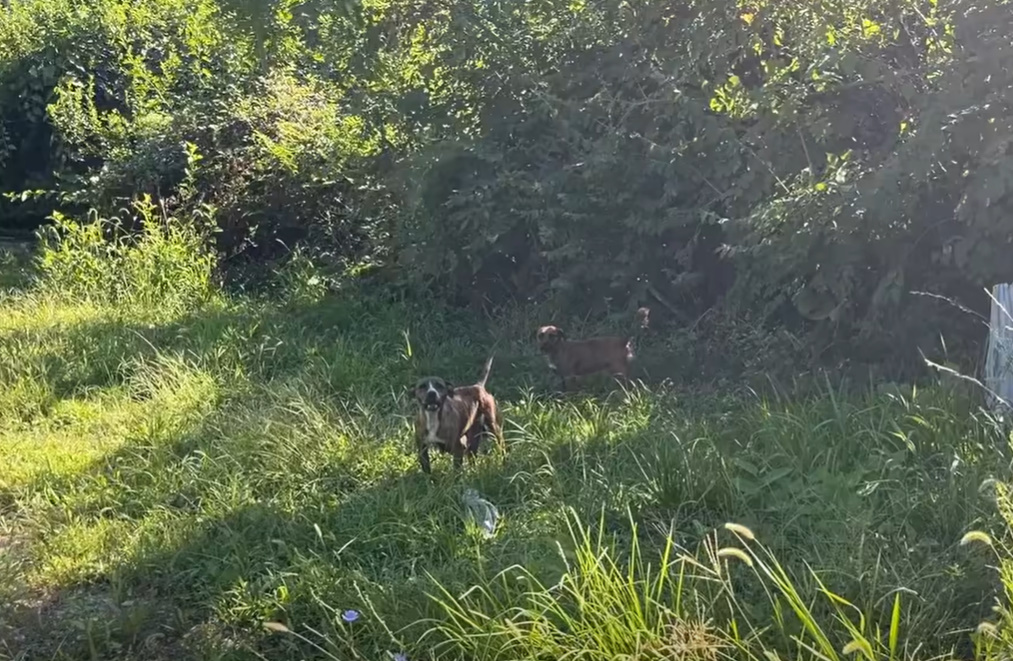 Both dogs have adjusted well to their ne...