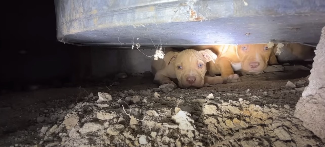 Extra image from article