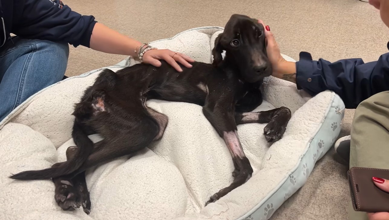 Extra image from article