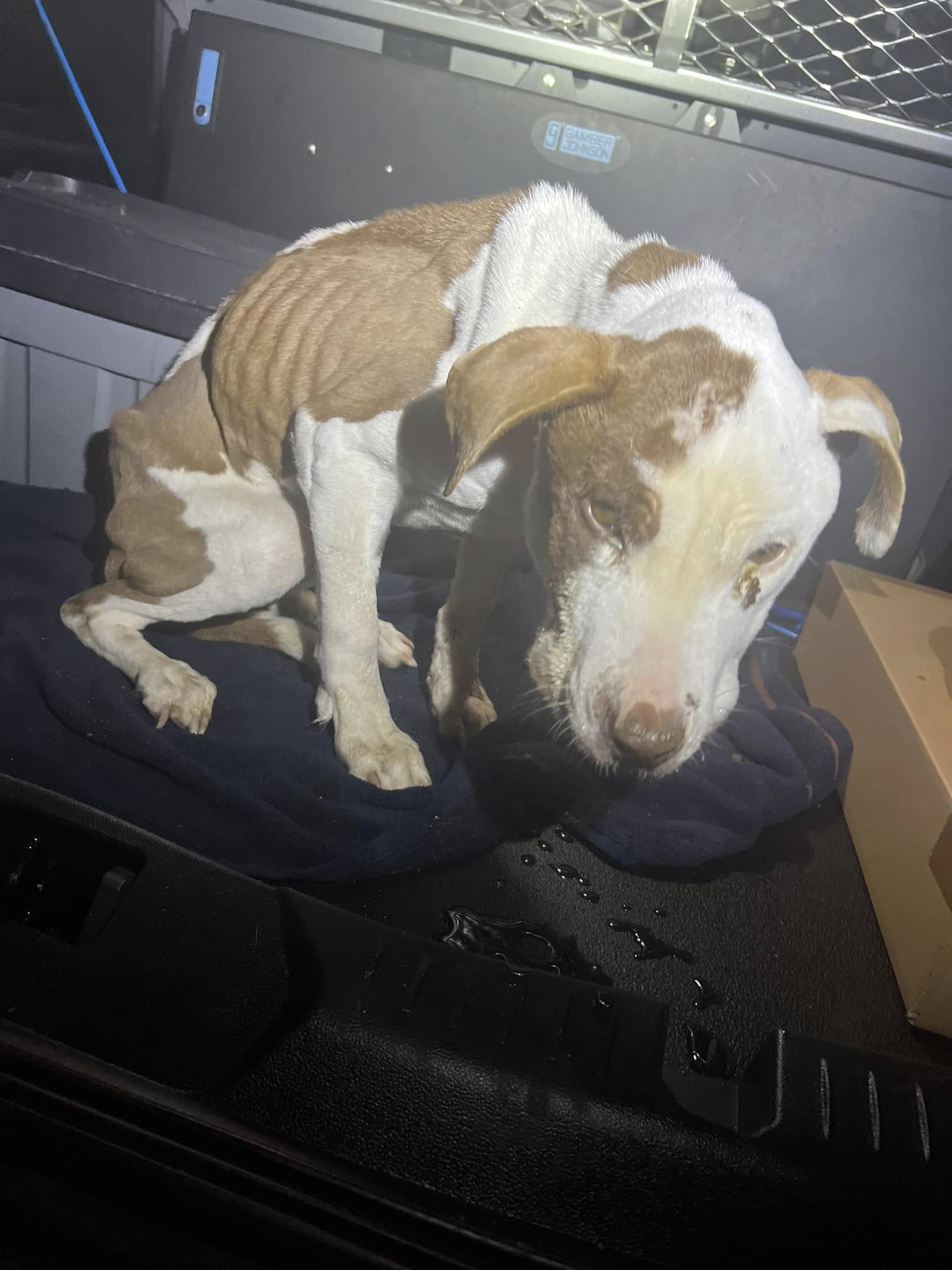 The impact of prolonged neglect was seve...