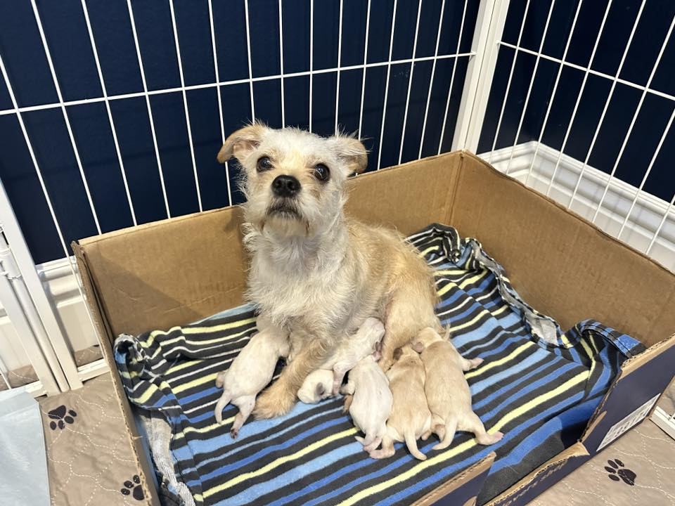 Extra image from article