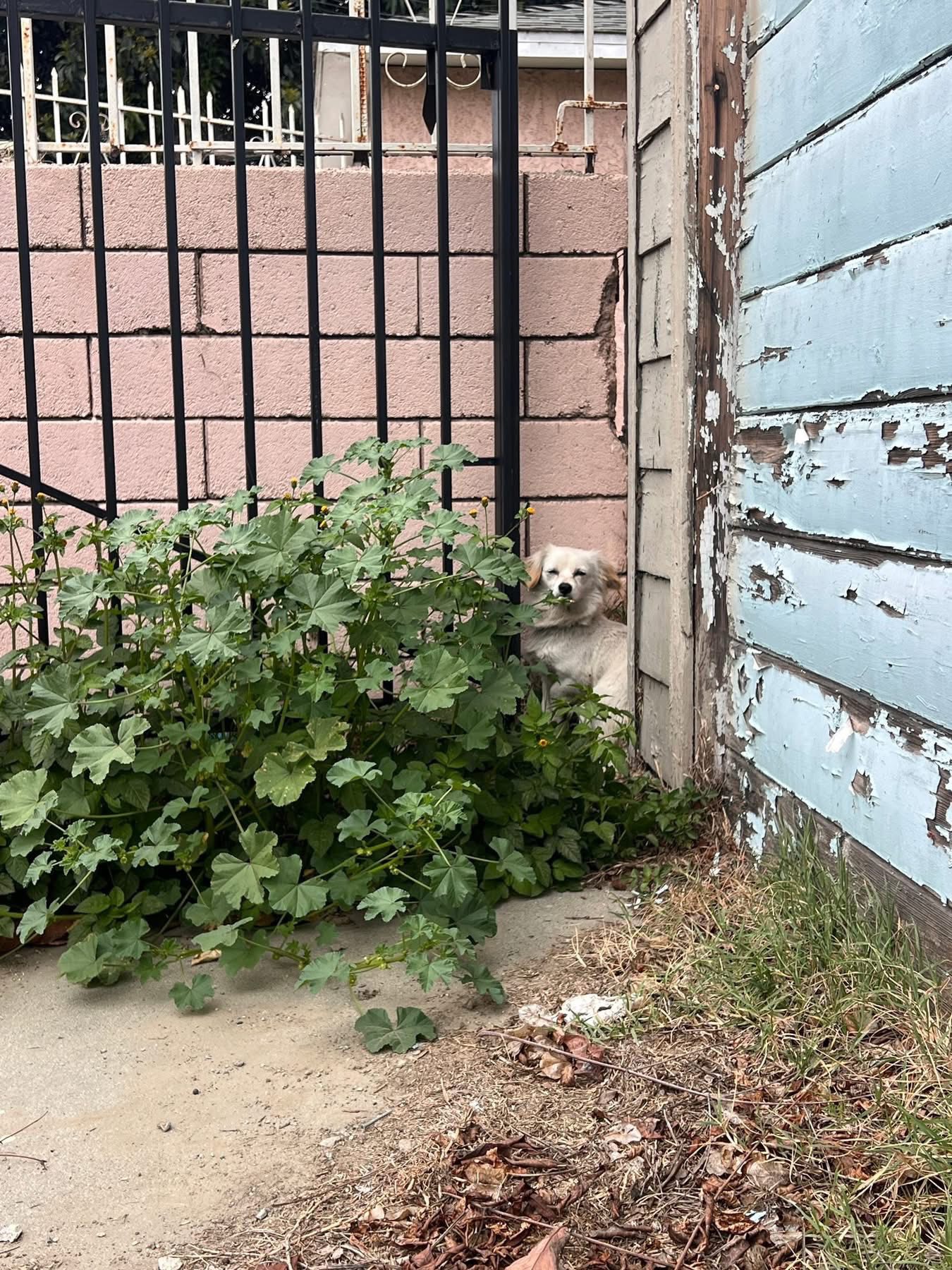 Extra image from article