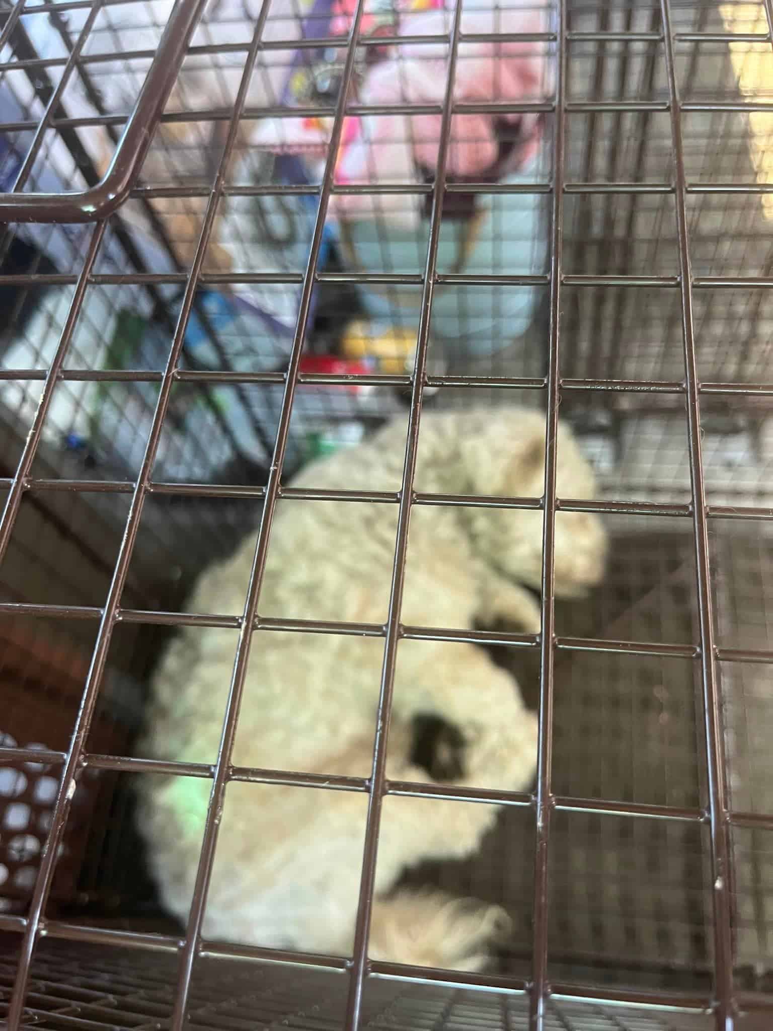 Extra image from article