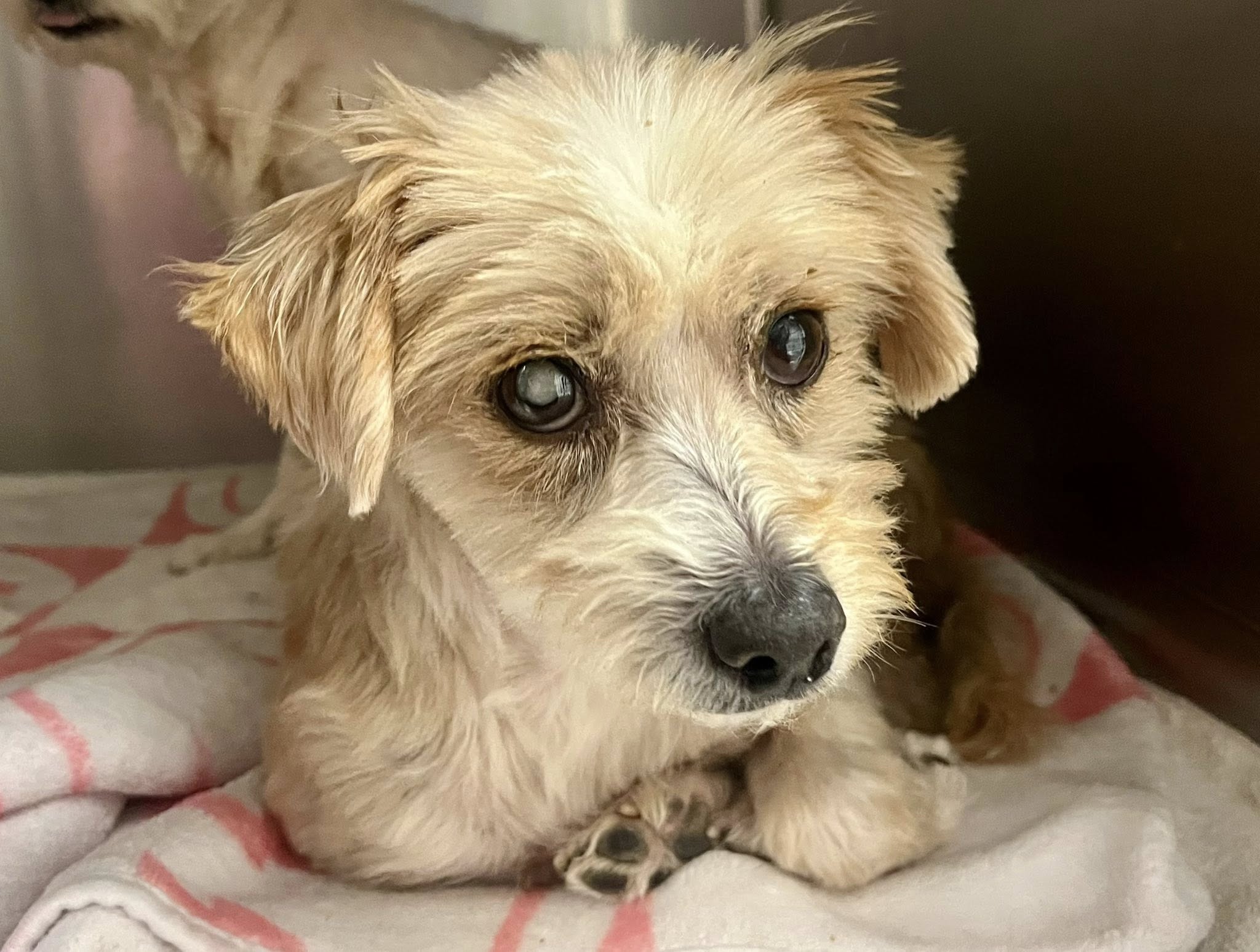 Extra image from article