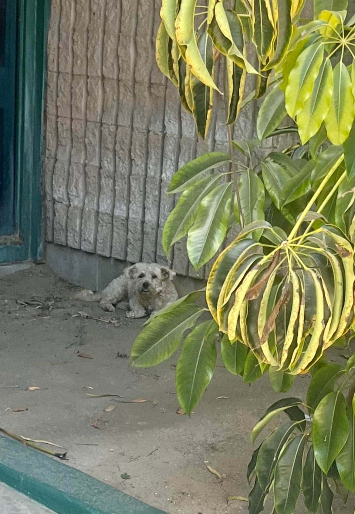 Mulligan is thriving in his foster home,...