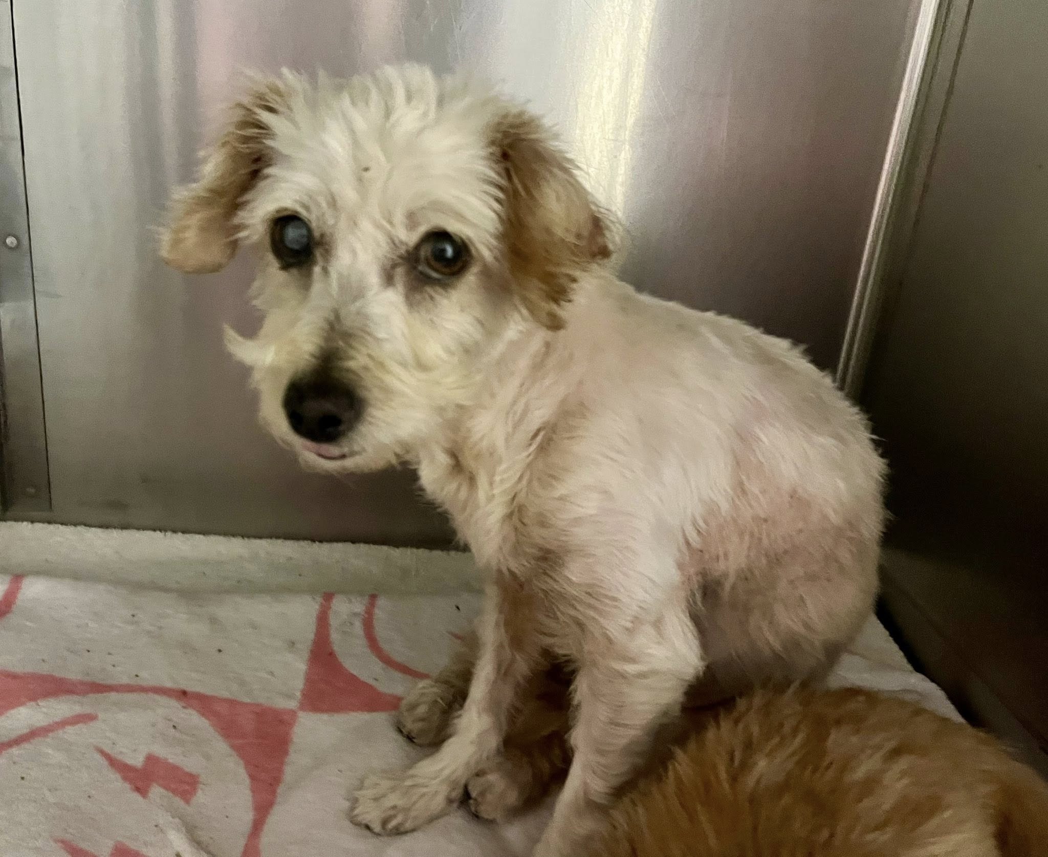 Extra image from article