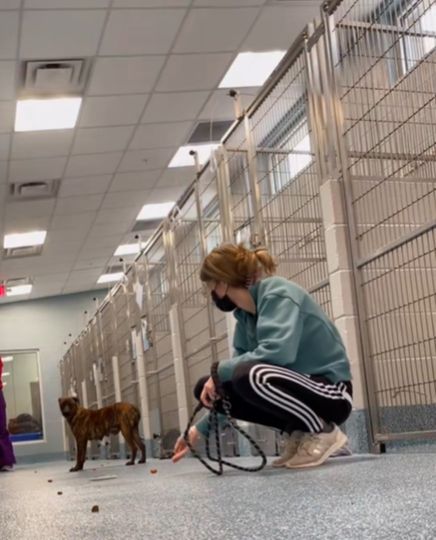 That's when a volunteer reached out to M...